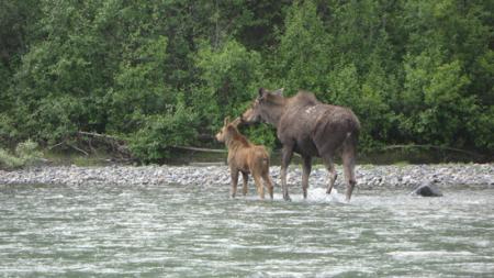 Mother and Calf Moose Spring 2009 Nahanni National Park Reserve